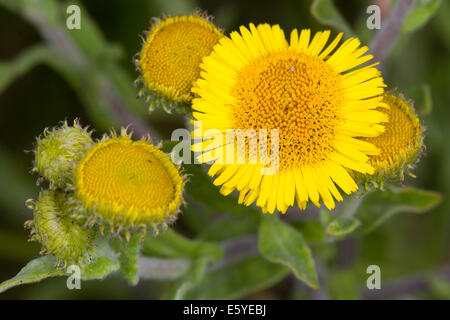 Common Fleabane (Pulicaria dysenterica) Stock Photo