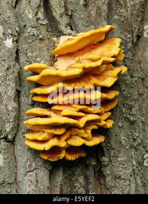 Laetiporus sulphureus bracket fungus on oak tree in Finland also known as chicken of the woods. Stock Photo