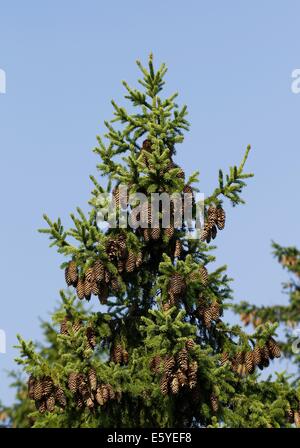 Cones of the Spruce Picea abies in Finland. Stock Photo