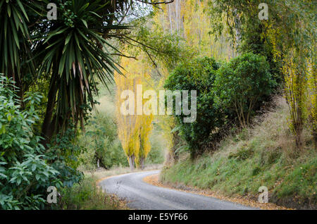 Yellow trees and autumn leaves beside road, Mangaweka, Rangitiki, North Island, New Zealand Stock Photo
