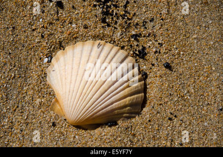 Scallop shell on sandy beach, Ligar Bay, Takaka, Tasman District, Nelson, South Island, New Zealand Stock Photo