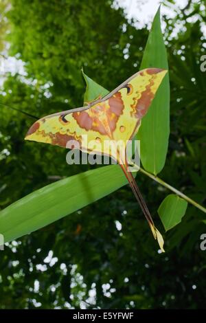 Male Malaysian moon moth, Actias maenas, is a Saturniid in the subfamily Saturniinae. Kaeng Krachan National Park, Thailand. Stock Photo