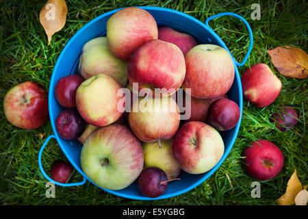 Fresh organic apples in blue pail on green grass from above Stock Photo