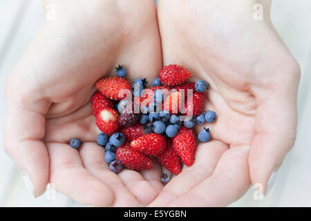 Hands holding freshly picked wild strawberries and blueberries Stock Photo