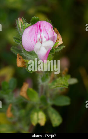 Common Restharrow (Ononis repens) Stock Photo