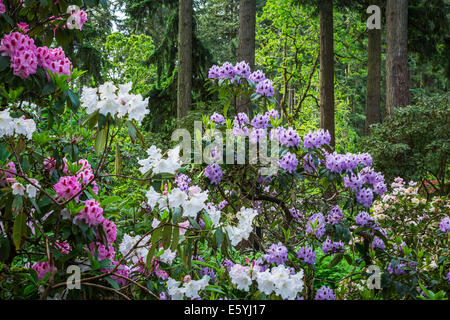 Rhododendron Gardens in Hendrick's Park, Eugene, Oregon, USA. Stock Photo