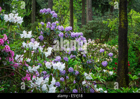 Rhododendron Gardens in Hendrick's Park, Eugene, Oregon, USA. Stock Photo