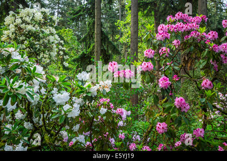 Rhododendron Gardens in Hendrick's Park, Eugene, Oregon, USA. Stock Photo