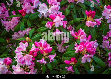 Rhododendron Gardens in Hendrick's Park, Eugene, Oregon, USA. Stock Photo