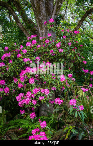 Rhododendron Gardens in Hendrick's Park, Eugene, Oregon, USA. Stock Photo