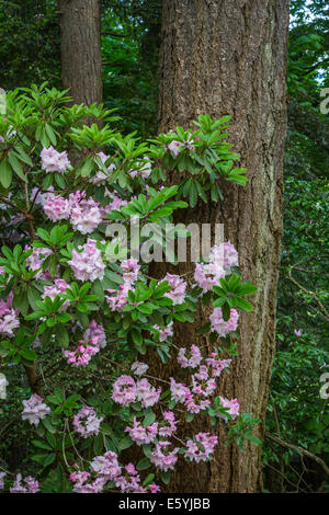 Rhododendron Gardens in Hendrick's Park, Eugene, Oregon, USA. Stock Photo