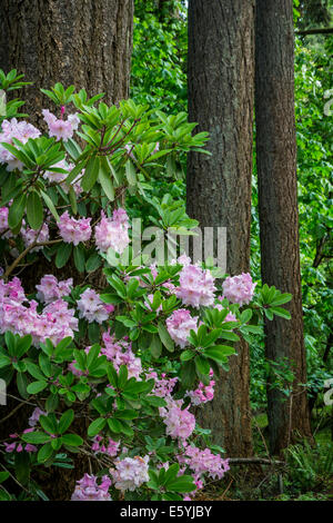 Rhododendron Gardens in Hendrick's Park, Eugene, Oregon, USA. Stock Photo