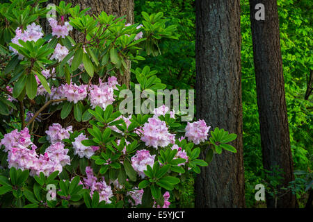 Rhododendron Gardens in Hendrick's Park, Eugene, Oregon, USA. Stock Photo