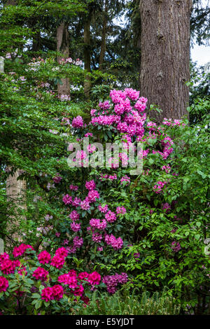 Rhododendron Gardens in Hendrick's Park, Eugene, Oregon, USA. Stock Photo