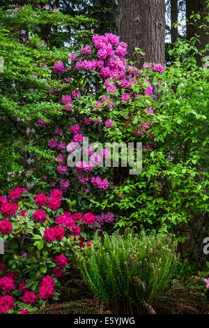 Rhododendron Gardens in Hendrick's Park, Eugene, Oregon, USA. Stock Photo