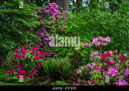 Rhododendron Gardens in Hendrick's Park, Eugene, Oregon, USA. Stock Photo