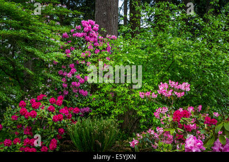 Rhododendron Gardens in Hendrick's Park, Eugene, Oregon, USA. Stock Photo