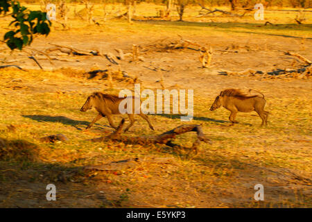 Family of Warts Hogs on the open plains running with their tails up alarmed Stock Photo