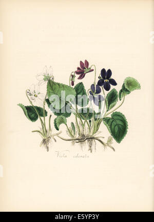 Sweet violet, Viola odorata. Stock Photo