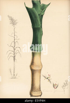 Sugarcane, Saccharum officinarum, with cane stem and leaf. Stock Photo