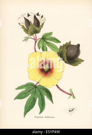 Cotton, Gossypium herbaceum, with flower, leaf and cotton boll. Stock Photo