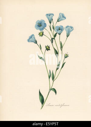 Common flax or linseed, Linum usitatissimum. Stock Photo