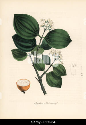 Strychnine tree, Strychnos nux-vomica, poison nut. Stock Photo