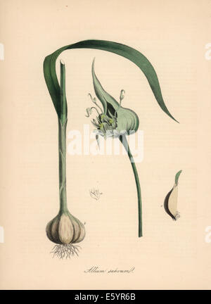 Common garlic, Allium sativum, with bulb, clove, flower and leaf. Stock Photo