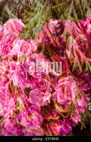 flower blooms abstraction, digital photography collage Stock Photo