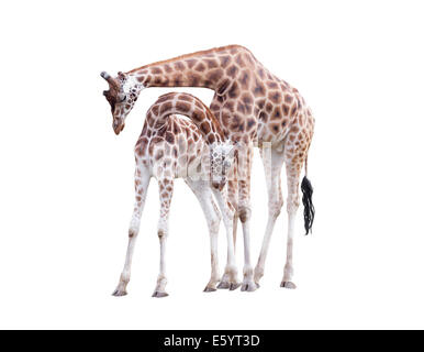 Two standing giraffes isolated on white background Stock Photo