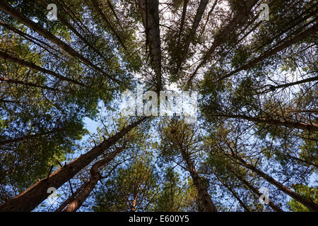 Looking Up From The Forest Floor To The Tree Tops Of A Forest Stock Photo