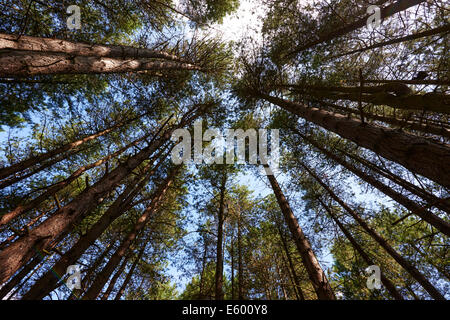Looking Up From The Forest Floor To The Tree Tops Of A Forest Stock Photo