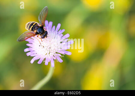 Hornet or bee collects nectar or honey from the flower blossom Stock Photo