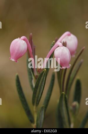 Pink flowers of a Bog rosemary Andromeda polifolia in Finland. Stock Photo