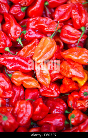 West Dean, Chichester, UK. 9th August, 2014. Red Dorset Naga chilli peppers taken on one of the stalls at the Chilli Fiesta at West Dean, August 2014. UK weather.  Credit:  MeonStock/Alamy Live News Stock Photo