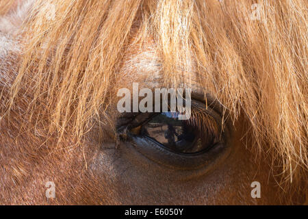 Zante, Greece - Askos Stone Park, small zoo and gardens. Horse eye. Stock Photo