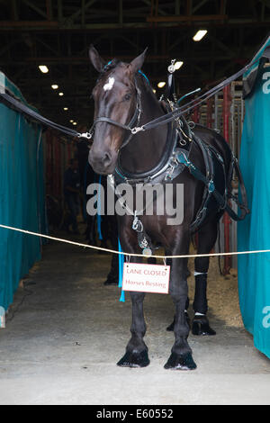 Draft horse in the barn ready for competition at the Calgary Stampede Stock Photo