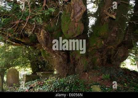 Defynnog Yew tree, St Cynogs churchyard nr Sennybridge Powys Wales.  5,000 yr old tree oldest living tree in UK HOMER SYKES Stock Photo