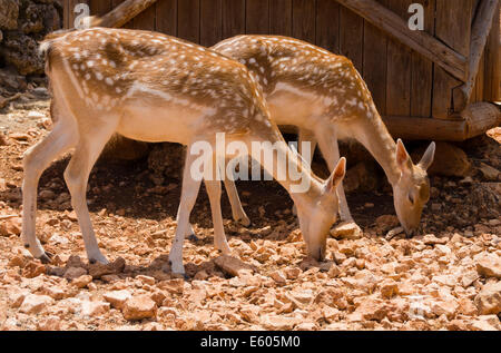 Zante, Greece - Askos Stone Park, small zoo and gardens. Deer. Stock Photo