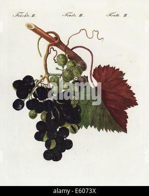 Grapes, Vitis vinifera Stock Photo - Alamy