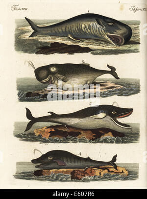Sperm whale (vulnerable) and rorqual (endangered). Stock Photo