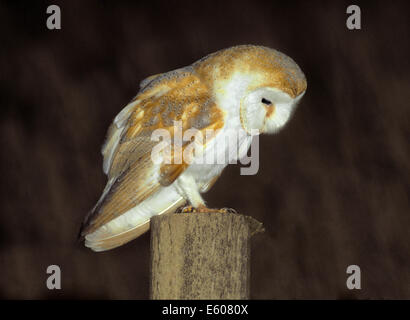 Barn Owl Tyto alba Stock Photo
