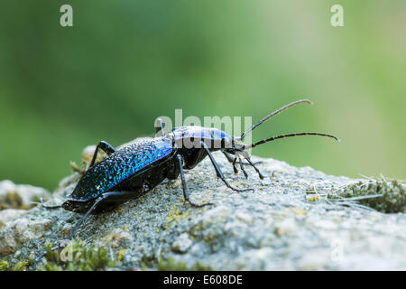 Male Ground beetle-Carabus intricatus Stock Photo