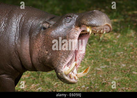 Pygmy Hippopotamus Stock Photo