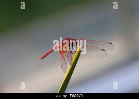 Red-veined Darter or Nomad (Sympetrum fonscolombii) Stock Photo