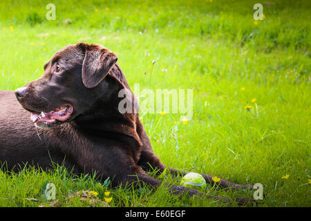 Profile of a handsome Chocolate Labrador guarding his tennis ball