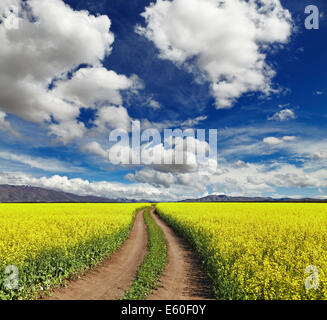 Landscape with blossoming field and road Stock Photo - Alamy