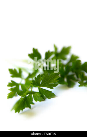 Parsley On The Plate Isolated On The White Background Stock Photo