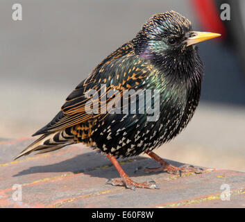 STARLING (Sturnus vulgaris vulgaris) well loved UK bird now in decline - this is an adult male. From the archives of Press Portrait Service (formerly Press Portrait Bureau) Stock Photo