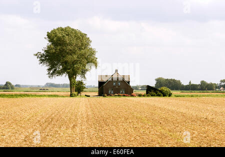 farm with single tree in the wheat wide field in holland Stock Photo